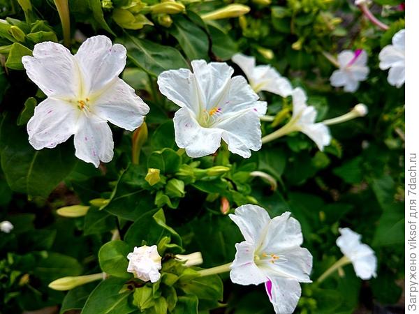 и будет много-много красивых цветов... не отступайте от своей мечты!