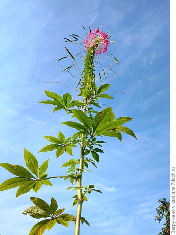 &quot;Брызги шампанского&quot; или моя любимая кулёма