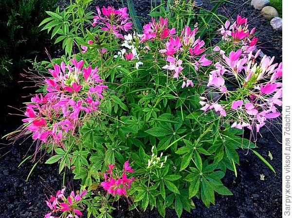 Для вас, Леночка и Анечка! Кулемы (она же Клеома) у меня много!