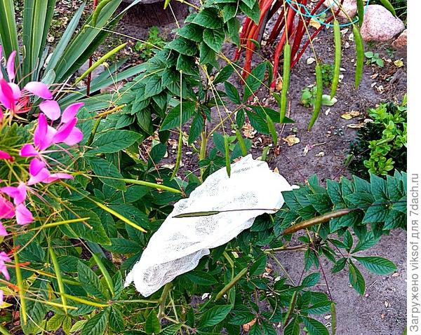 вот так Машенька, запеленала семена клеомы Белая Королева и уложила на крепкий фиолетовый цветонос