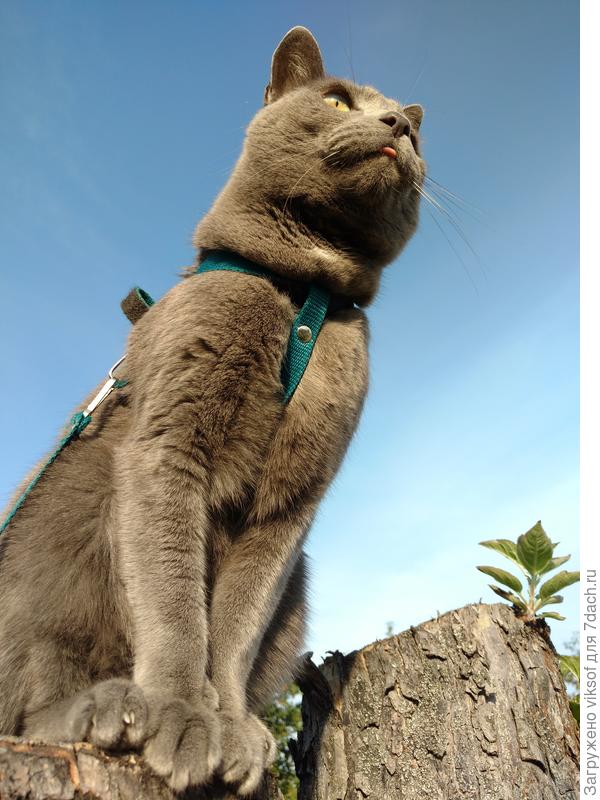 Витас до бтвы с КЕМ-ТО