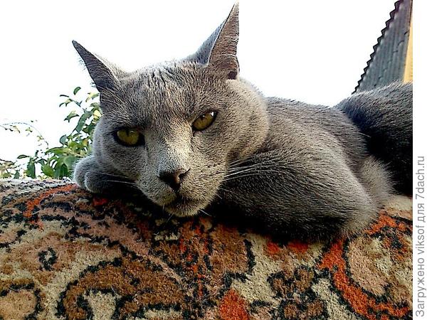 а Витас только поглядывает, вздыхает и ждёт, когда я выключу ноутбук.и никак не хочет понять, почему все так любят грибы: