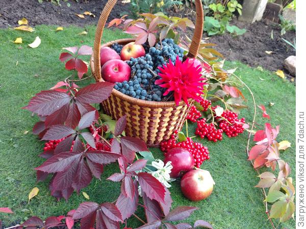 Виноград мой - сладкий, вкусный