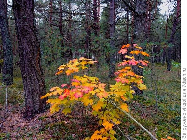 Это прошлогодняя фотография, нынче лес ещё зелёный