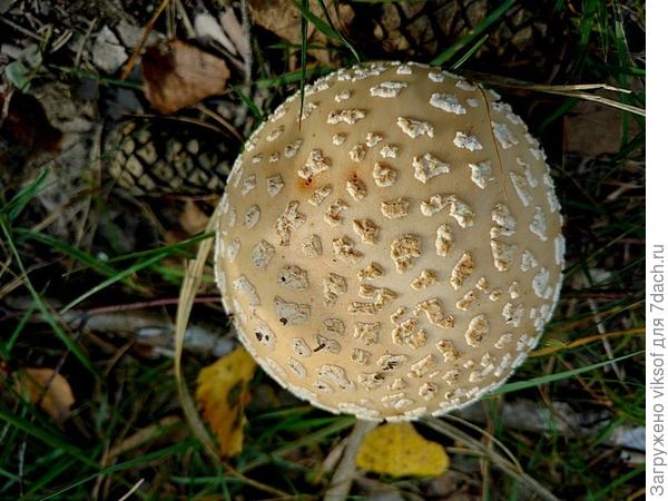 вид сверху, вот такие шляпки модны в нынешнем сезоне