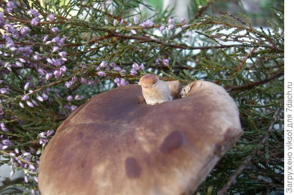 Дед-боровик с внучонком