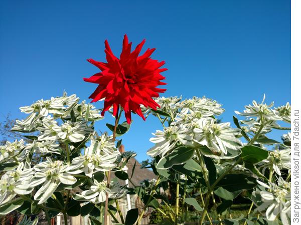 Восемь девок один я...