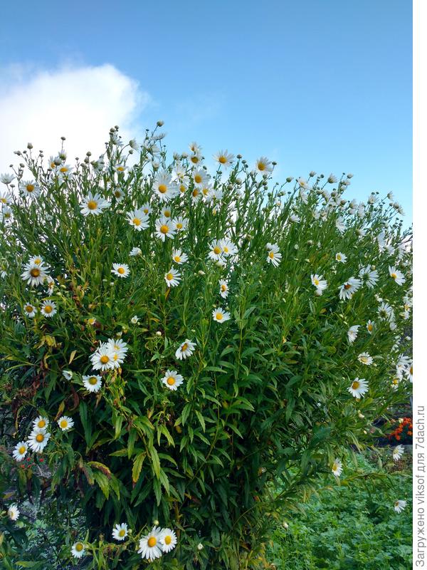 Моя любимица - канадская ромашка