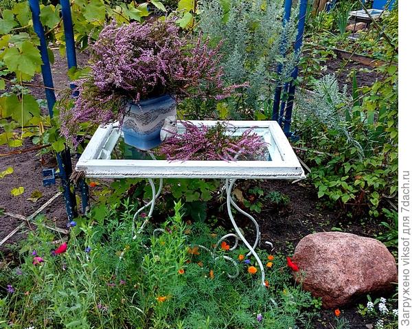 мой любимый вереск, однажды пыталась  вырастить у себя вереск и голландскую эрику - не прижились, а потом подумала лишний раз схожу в осенний лес