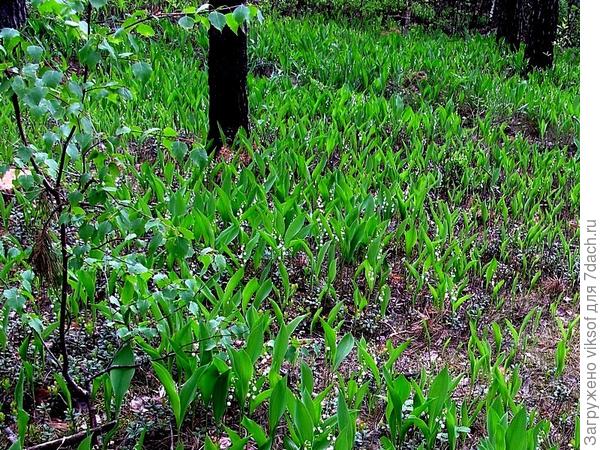 а что творится в нашем лесу весной - обалдеть!!!