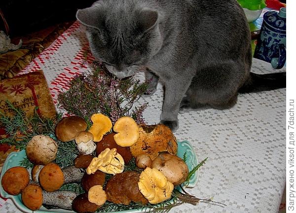 и что двуногие в этих грибах находят, а вот, что бы ты Витас знал - любят двуногие эти чудесные создания и всё тут!!!