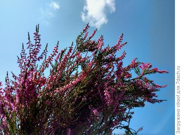 а вереск пусть напоминает, что Осень - прекрасна!