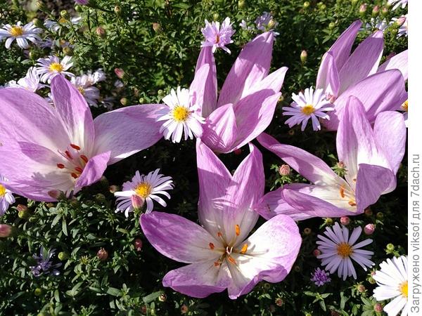 Лерочка, для тебя!