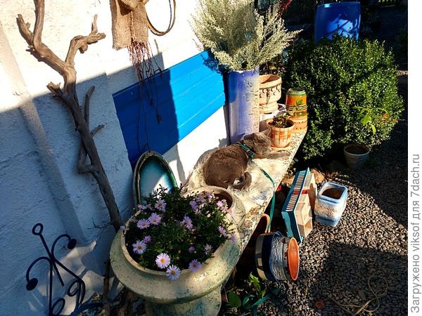 солнышко стало пригревать, Витас уже на моей)))душегрейке.., а я все вазоны вымыла -  до следующей весны