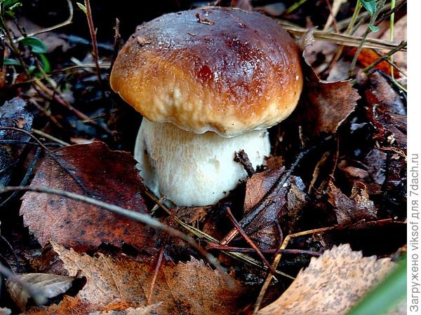 ведь только вчера я его нашла, их мало, тем более они так дОроги -  красавчик! Не правда ли!