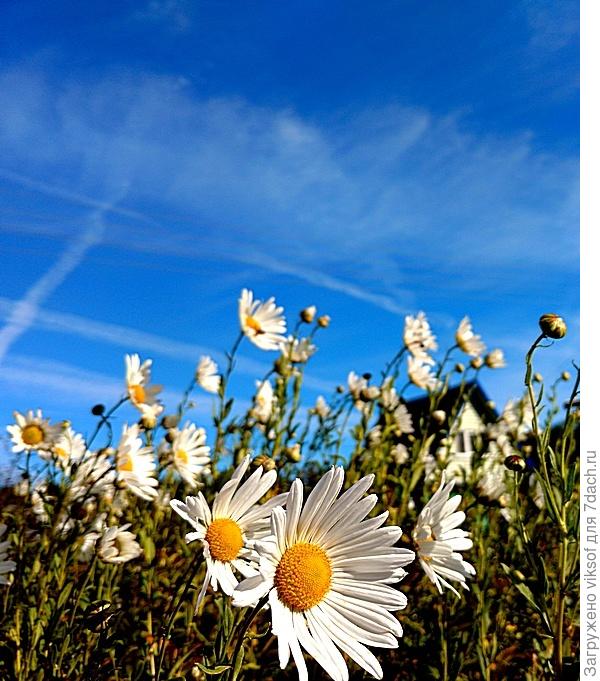хотя на даче вовсю цветёт канадская ромашка