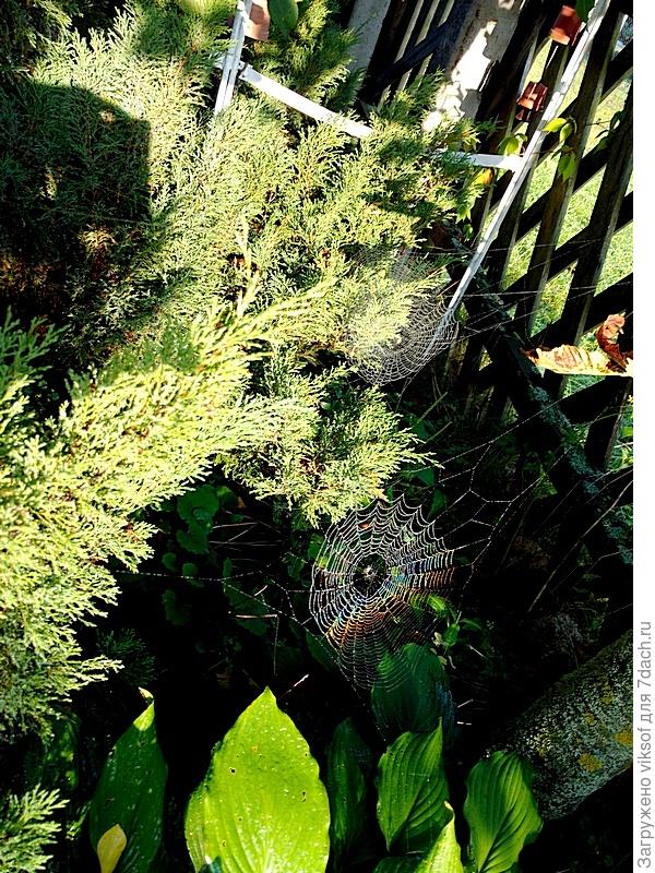 это, конечно, не твоё шикарное колье, но я горжусь, можно сказать, вырастила эти паутинки из пульверизатора опрыскивала, росы тогда не было