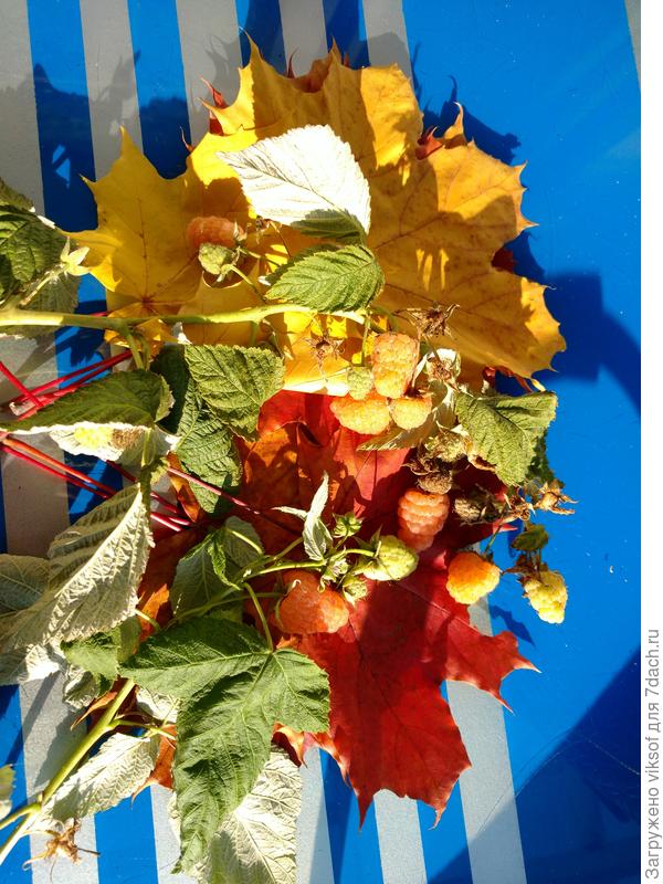 Ремонтантная малинка, сегодня обрезала её