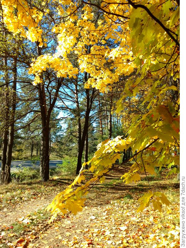 Вот он - красавец!