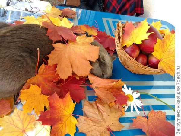 ...осенний тёпленький денёк на даче проводит Витас перед отъездом на зимнюю квартиру