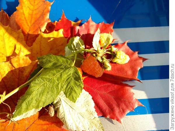 Вот веточка малины и когда срезала около стакана, наверное, прямо с куста съела