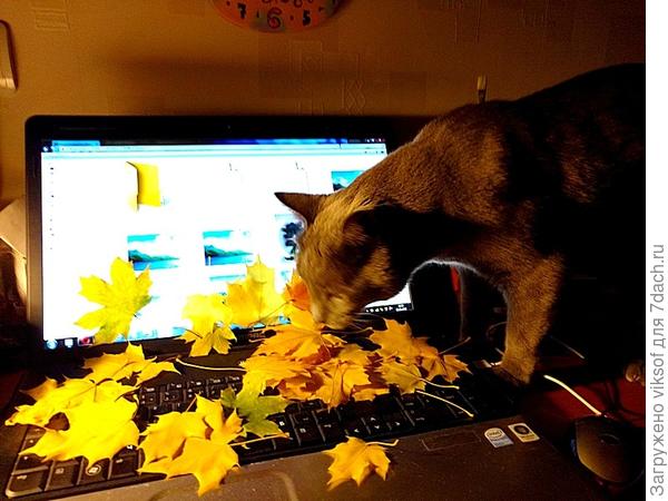 трудился со мною над топиком до поздней ночи