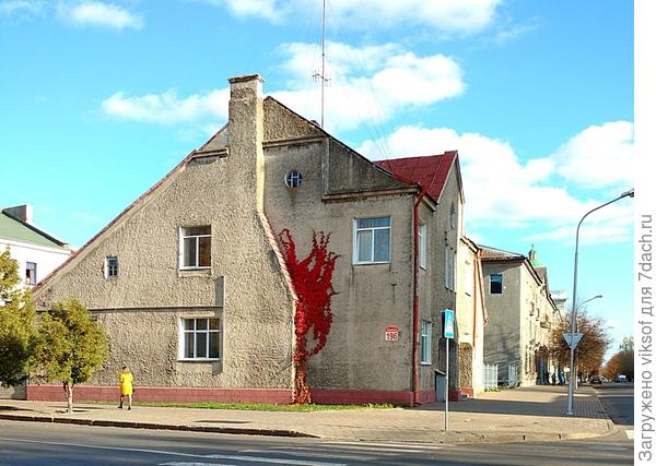 Девичий виноград обнимает стену домика