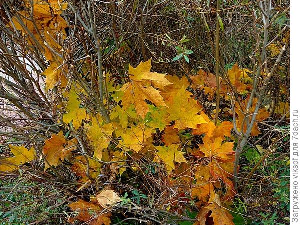 Кленовые листья спрятались от ветра