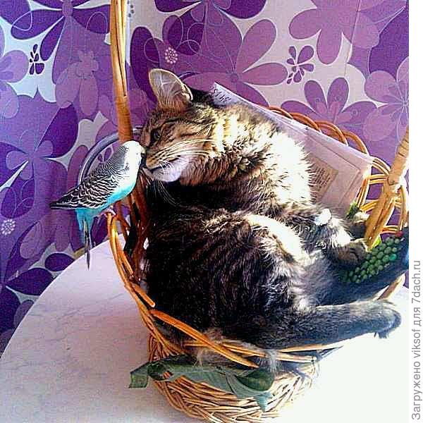 Знакомься, - Это любимый кот Дениса (фото Дениса в instagram)