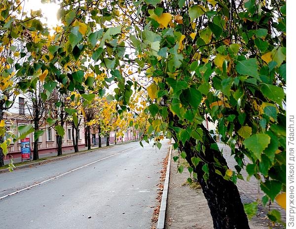 все берёзы как берёзы, правда же красавицы (целая берёзовая улица)