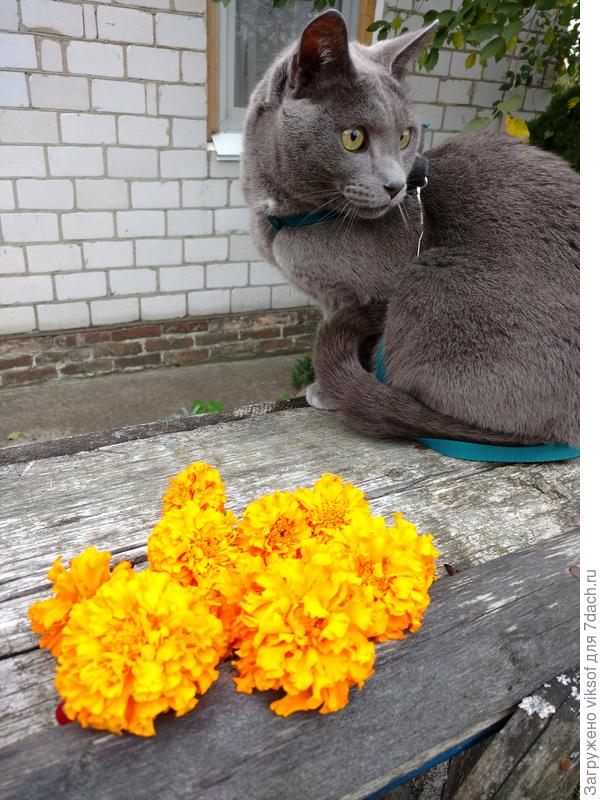 И Витас вас с цветами поздравляет!