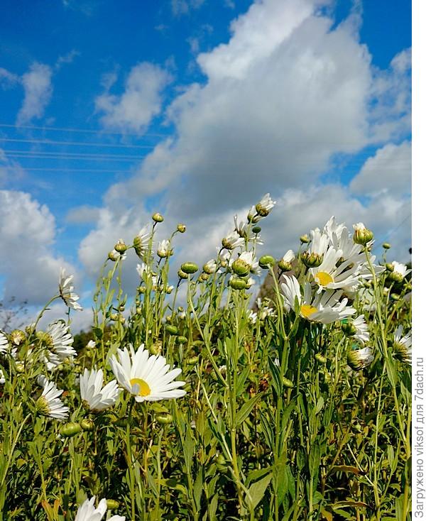 Инночка, забыла про ромашки для тебя - исправляюсь!