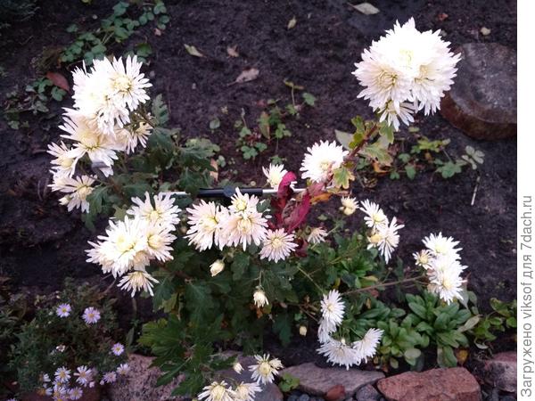 Фото не очень пока занят про её рост, но она высокая