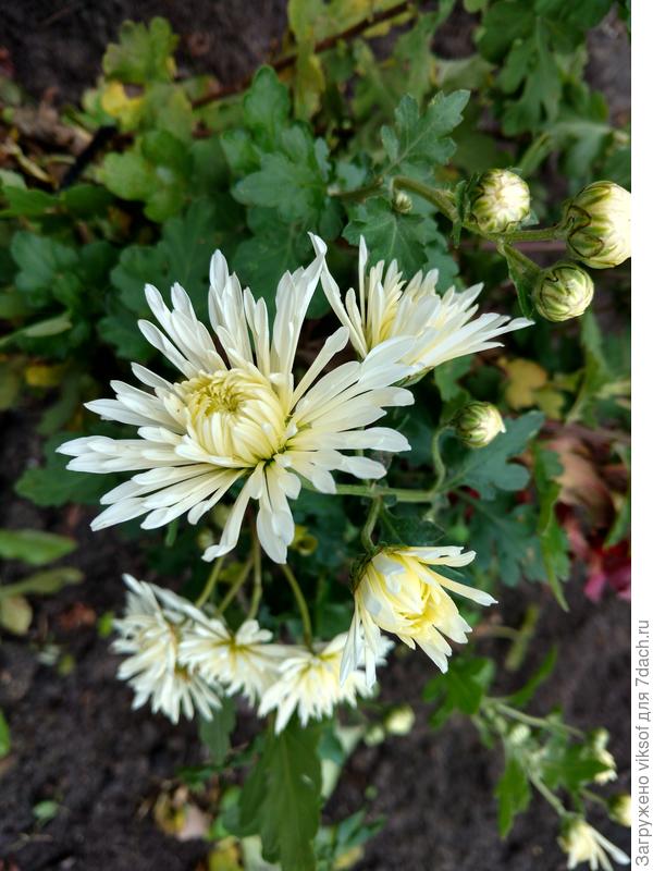 А хризантемы цветут для тебя, Катенька!