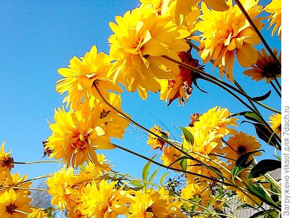 главное опору для них сварганить, у меня они возле забора прекрасно себя чувствуют!