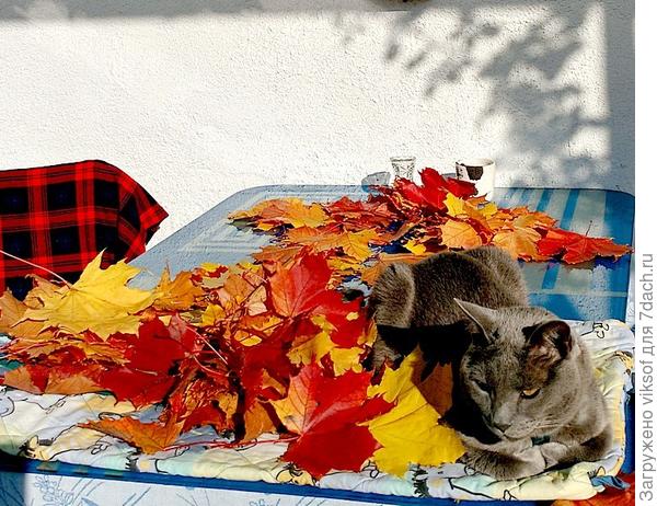 а ты, Людочка, думала, что я без Витаса буду, он всегда рядышком и своё мурррмяу с нежностью передаёт