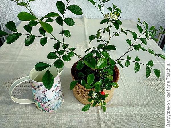 Это первая моя ягодка!