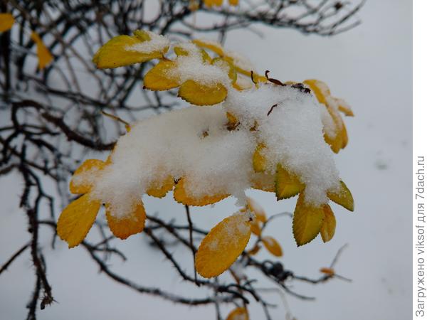 Хорошо, что успела сфотографировать, теперь долго придется ждать снега, а этот уже растачл