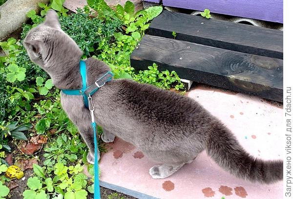 Витас хвост распушил и готов к охоте, но только вместе с хозяйкой