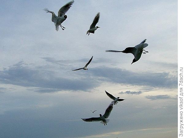 из клеток рыбки поклевали и чтобы не набрать веса летают над нами