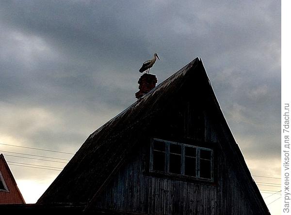 а сердце стучало от радости увиденного