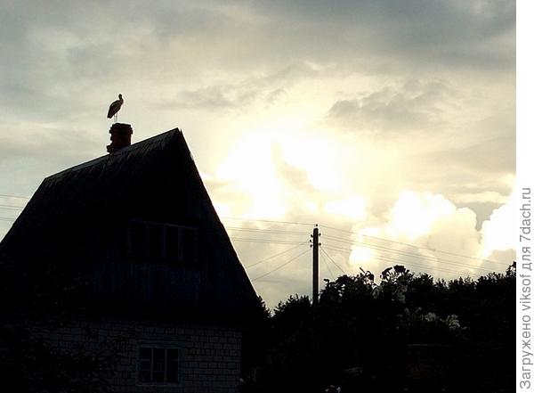 и это повторялось несколько вечеров, стоял на одной ножке