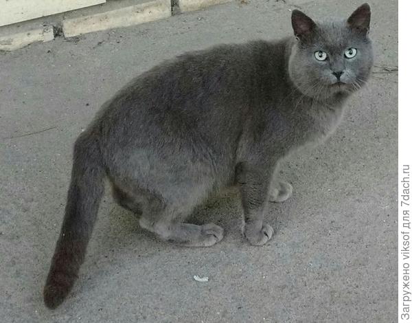 хозяин да и только!