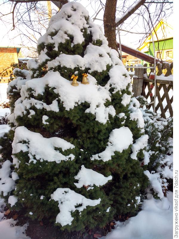 Наша коника