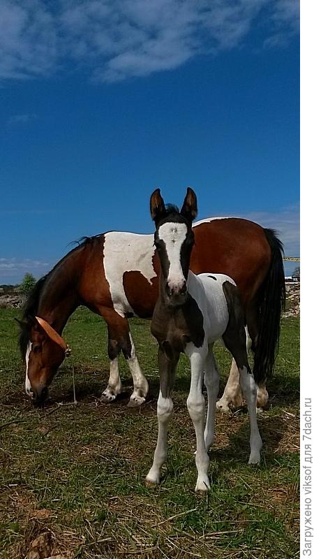 мама с сыночком