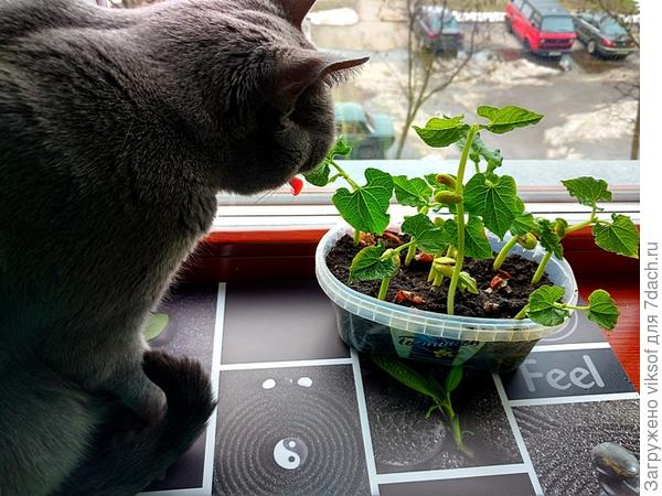 Витас готов поделиться своим любимым лакомством