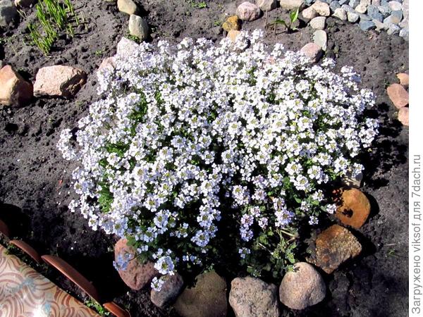Это же он!? Сама-то на другой цветок подумала, вот теперь надА вспомнить его