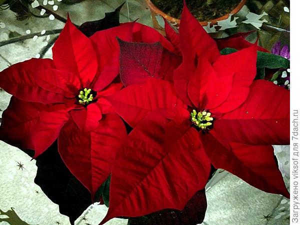 В твой День рождения и в канун Нового года прекрасную пуансеттию для тебя!