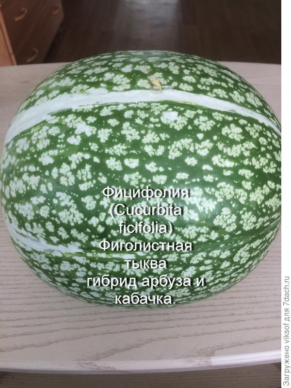 это Наташа выращивает такое вкусное чудо