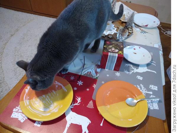 И вот так - Витас свой завтрак съел и к нам пришёл, любит он чистенькие тарелки.., ну что тут скажешь